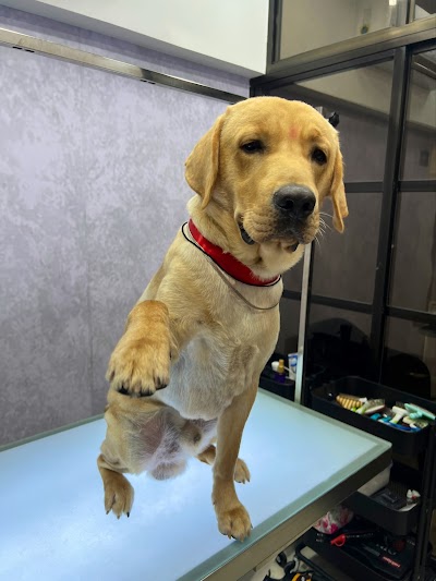 All 4 Paws - Pet Grooming Salon