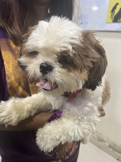 Cessna Lifeline Veterinary Hospital