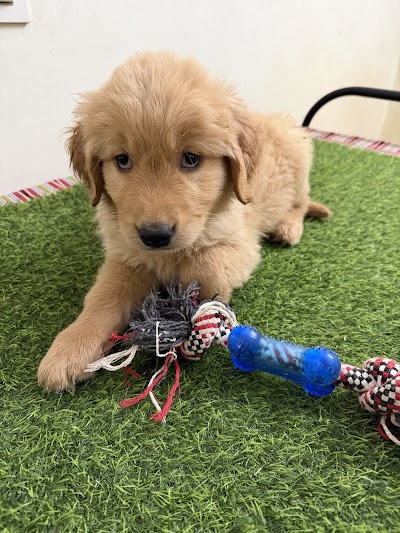 Dog Boarding & Training Centre DBTC