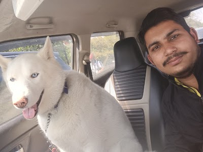 Dog Dream House | Pet Boarding Service In Dwarka, Delhi NCR