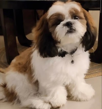 Dog grooming service ( Providing Home Service Only )