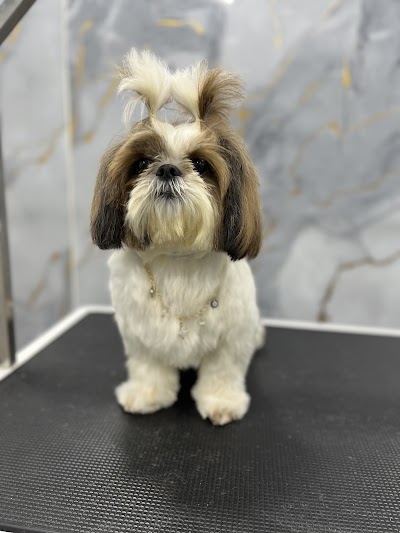 Furry Foots - Pet Grooming Studio & Academy