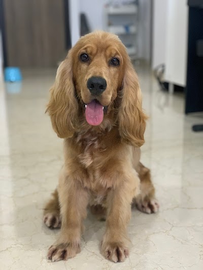 Janhavi Kamani - Dog Trainer & Behaviourist