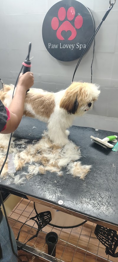 Paw Lovey Spa | Professional Pet Grooming spa in Andheri