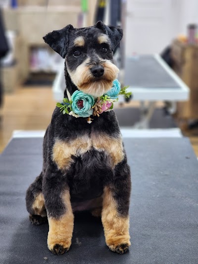 Pawsh Pet Salon & Spa