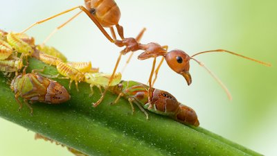 Bash Pest Control Hyderabad