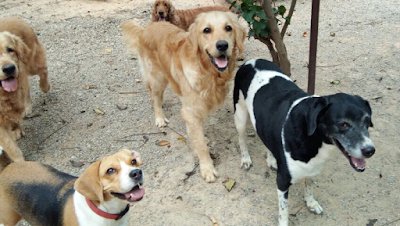 Petspace Bangalore