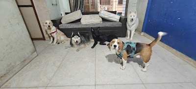 Rohit's Pet Daycare & Boarding