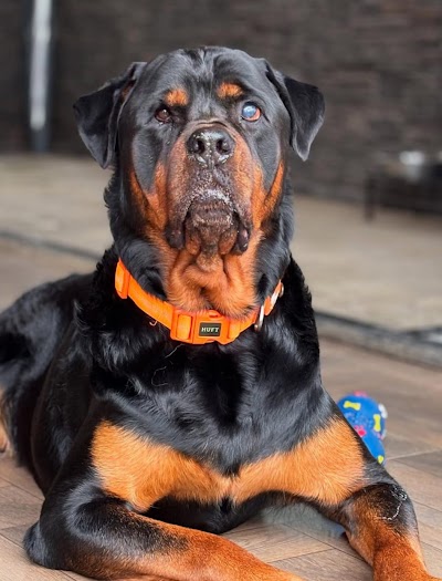 Sniff and paws pet boarding, hostel and daycare center