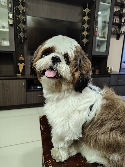 Snouters - Best Dog Boarding in Bangalore