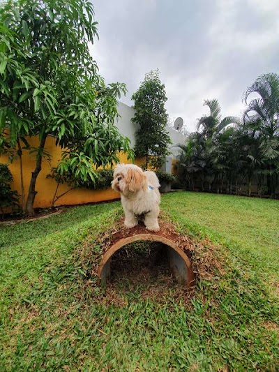 Wagging Tails Dog Boarding