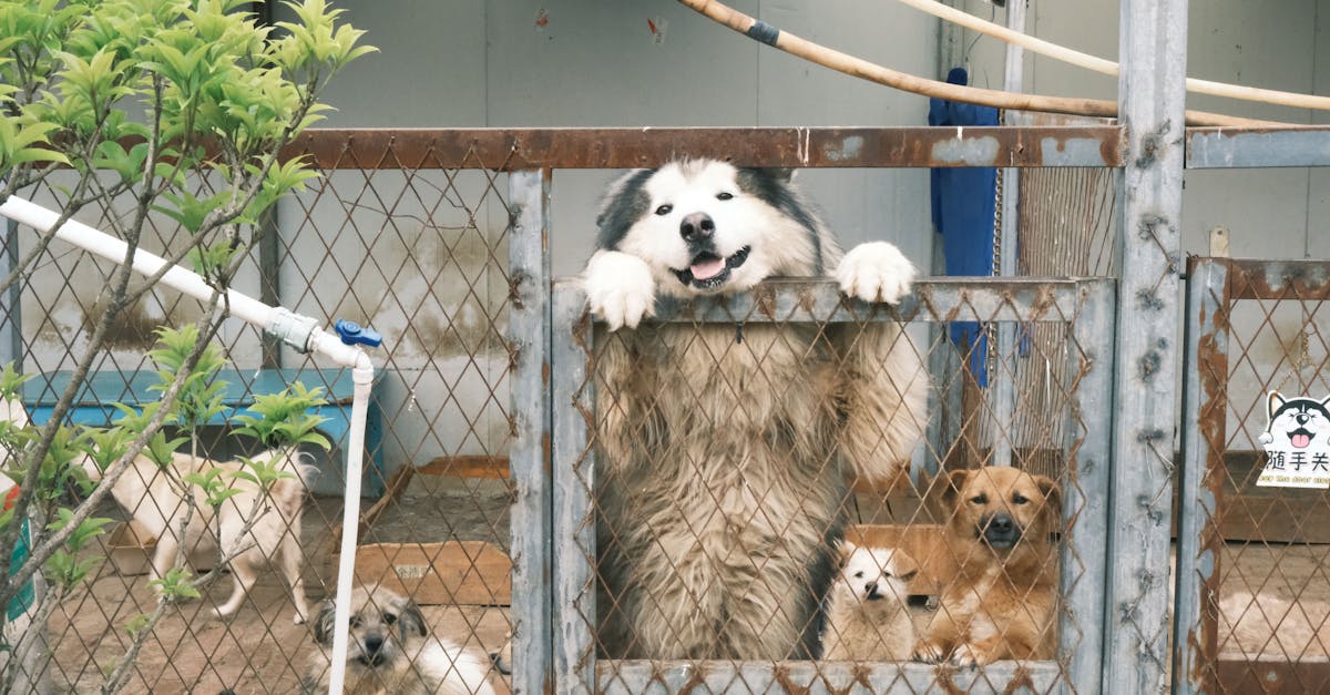 Highly Rated 10 Dog Boarding Facilities in Bangalore