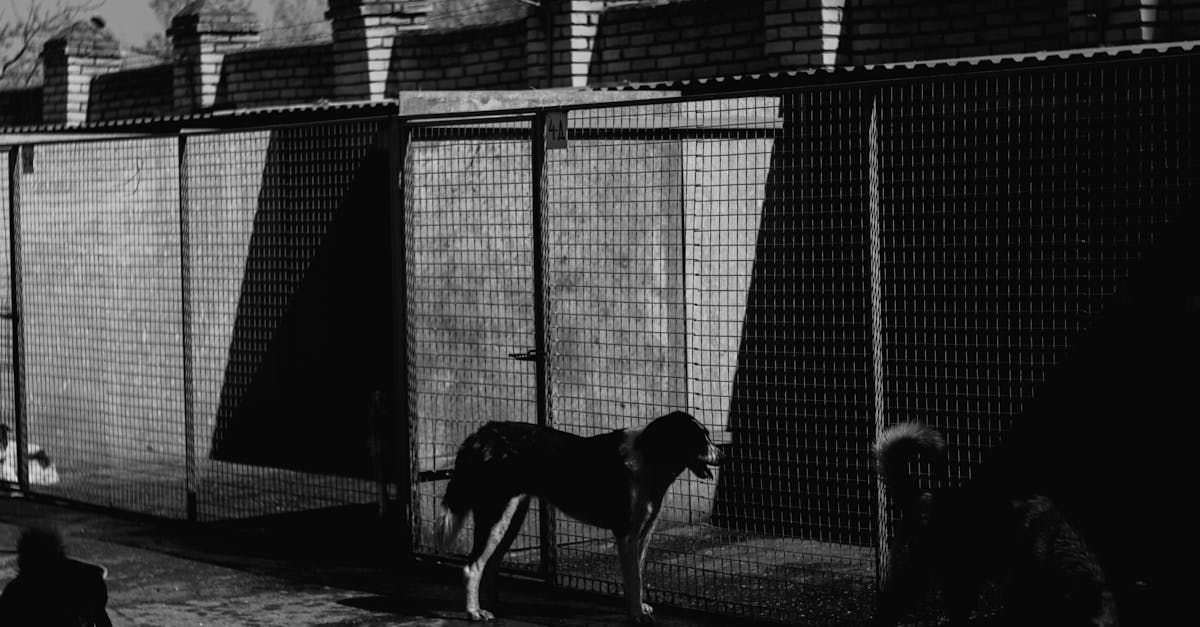 Highly Rated 10 Dog Boarding Facilities in Delhi