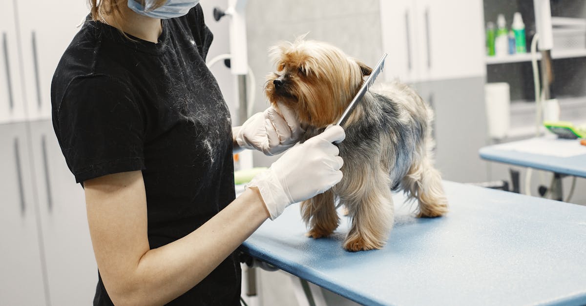 Trusted Pet Grooming Salons in Delhi